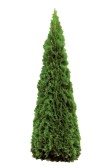 Conifer Trees For Sale