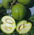 image: White Sapote