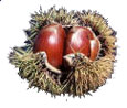 Chestnut