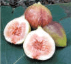 Fig