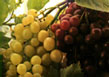 Grapes