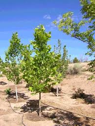 Farm Trees