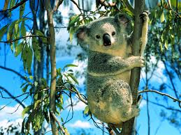 Koala Trees