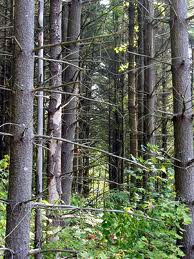 Timber Trees