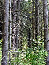 image: Timber Trees