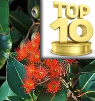 image: Ornamental Trees - Daleys Top Ten