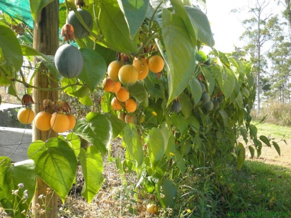 Passionfruit Vine