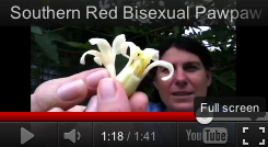 Video: Pawpaws, Which Flower is Male and Female