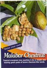 Malabar Chestnut