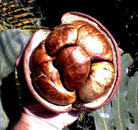 Guiana Chestnut 
