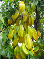 Carambola fruiting