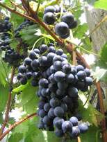 Chambourcin grape
