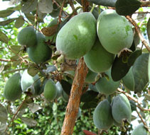 Feijoa crop