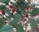 Feijoa flower