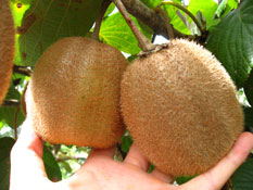 Kiwi H4 fruit