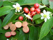 Panama Berry