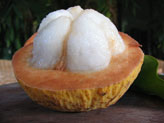 Santol fruit