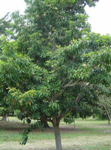 Sapodilla tree