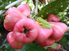 Wax Jambu