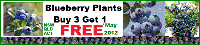 May 2012 Blueberry Offer