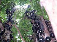 Jaboticaba fruiting tree