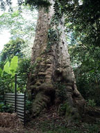 Old Brush Box tree