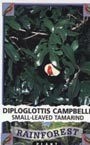 Diplottottis campbelli image