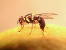 Queensalnd Fruit Fly