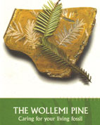 Wollemi Pine - Caring for living fosill