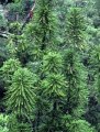 Wollemi Pine natural stand