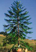 Wollemi Pine - Single Plant