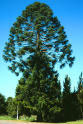 Bunya  NutTree