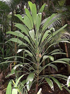 Cordyline petiolaris