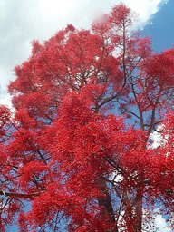 Flame Tree