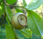 Bolwarra Fruit