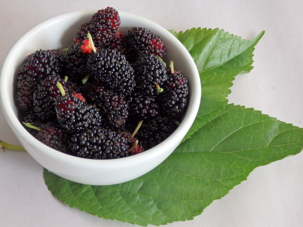 Mulberry - dwarf Black