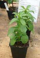 Stevia Plant