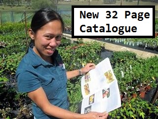 New 36 Page Fruit Tree Catalogue