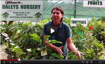 Youtube: Visit Our Kyogle Nursery