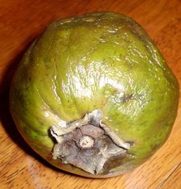 Black Sapote