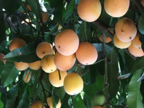 Achacha fruit on tree