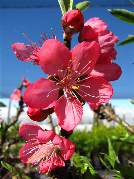 Peach Blossoms 