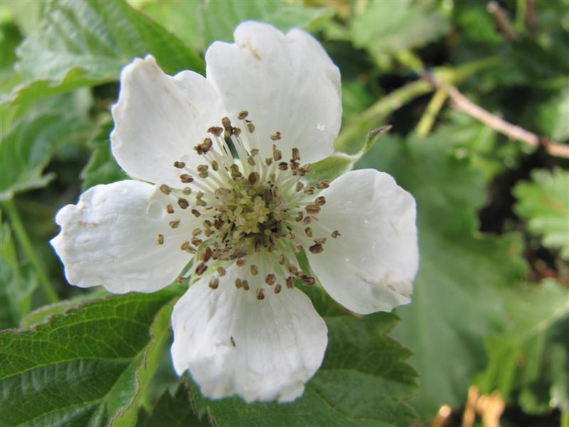 Berry flower