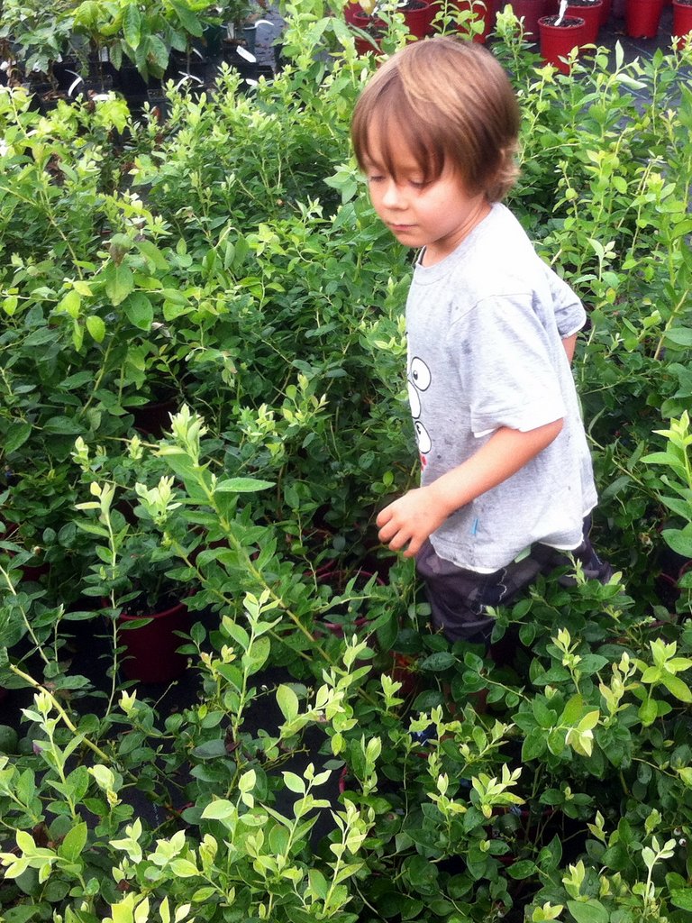 Torin picking blueberries