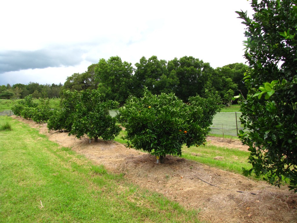 Citrus Orchard