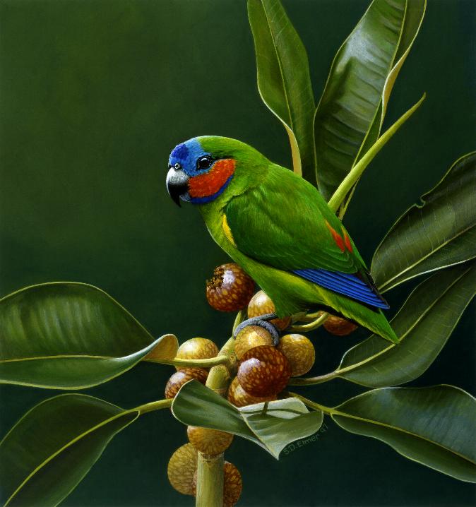 Coxens Fig-Parrot