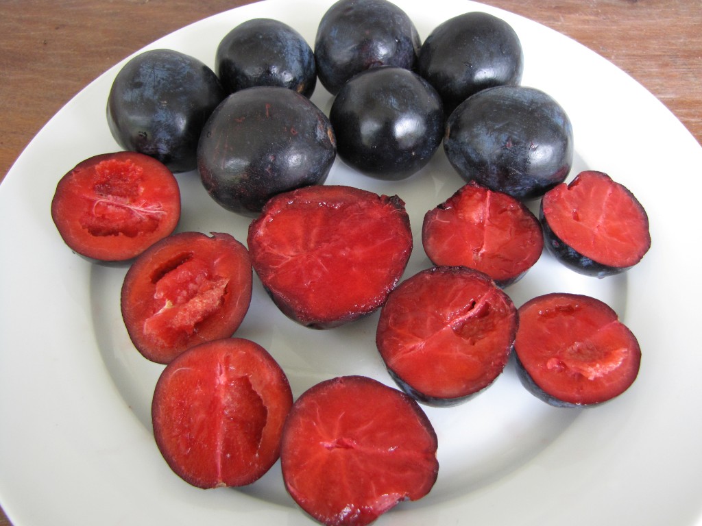 Davidson Plum