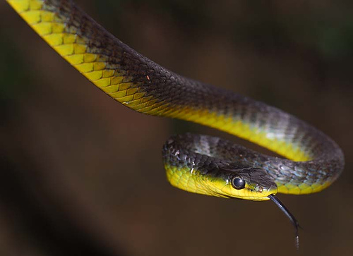 Whip Snake