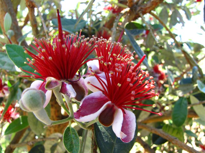 Feijoa flowers