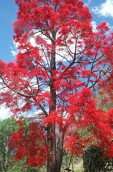 Flame Tree